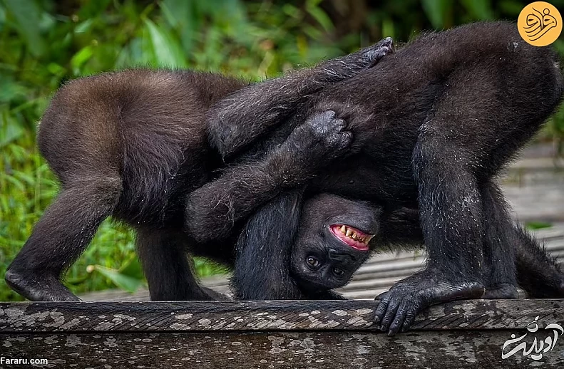 (تصاویر) (تصاویر)